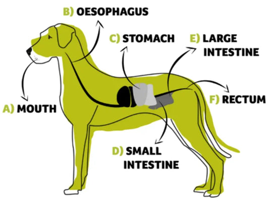 Let's Dish on a Dogs' Digestive System & Microbiome - Part 1