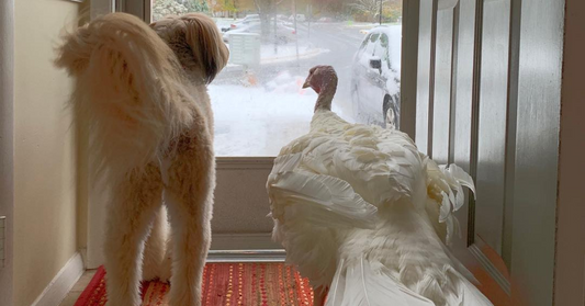 Let's Talk Turkey Smarts, Hugs & More!