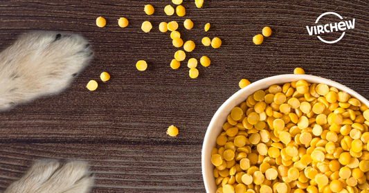 Outcomes of domestic dogs fed a commercial plant-based diet (pea protein) for a year