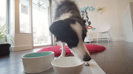 NEW STUDY: Plant-Based Foods for Dogs - for the WIN!