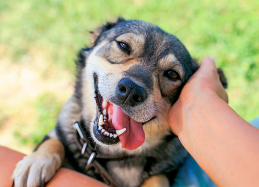 8 Amazing Reasons Why Dogs Rule!