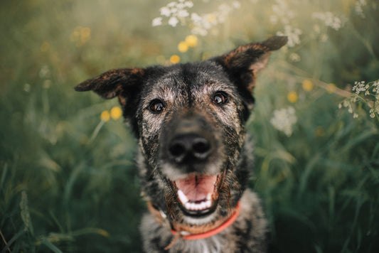 Vegan dog food provides similar nutrients to meat-based diets, new study finds
