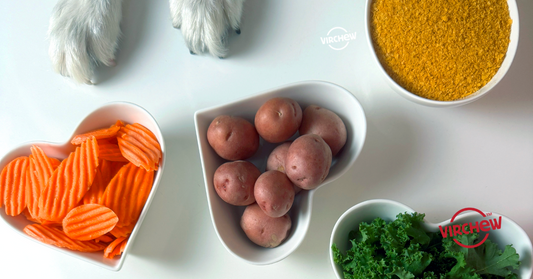 Analysis of 16 studies on the impact of vegan diets on cat and dog health
