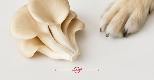 The Mighty Oyster Mushroom: Small Bite, Big Benefits for Dogs