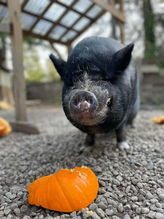 Here Piggy, Piggy!